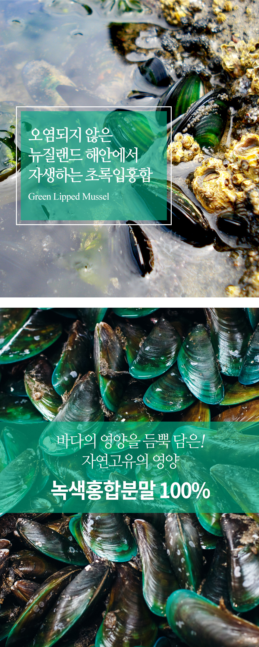 초록입홍합분말상세3_shop1_095917.jpg